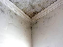 Reliable Kalama, WA Mold Prevention & Removal  Solutions